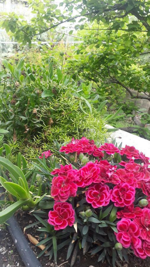 Carrubo - Giardino In Citta Villa Catania Ngoại thất bức ảnh